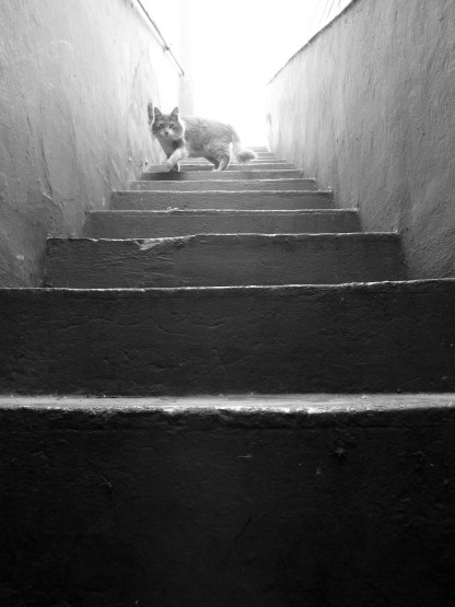 Foto 2/El gato en la escalera