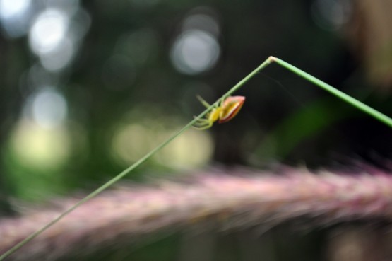 Foto 4/El equilibrista!!!!!!