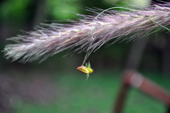 Foto 5/El equilibrista!!!!!!