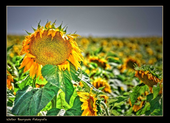 Foto 4/Mirando al sol