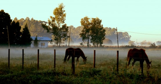 Foto 1/desde el cambo