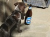 ` A mi perrito le gusta Quilmes`