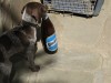 ` A mi perrito le gusta Quilmes`