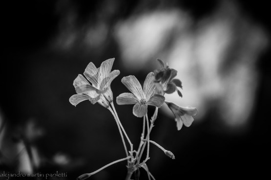 Foto 1/blanco, negro y gris