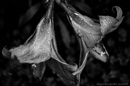 Foto 2/blanco, negro y gris