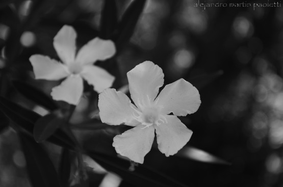 Foto 4/blanco, negro y gris