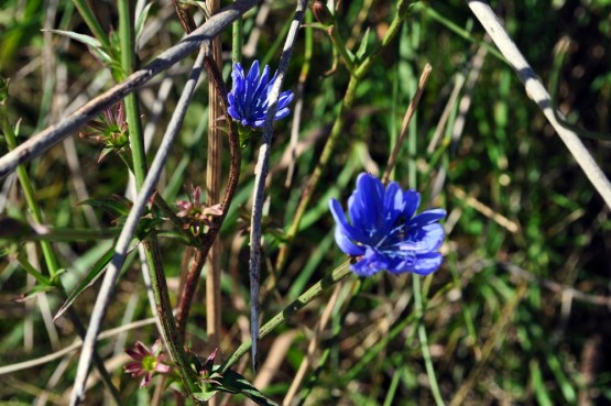 Foto 5/Flores Silvestres