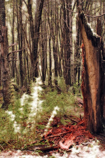 Foto 1/Bosques encantados