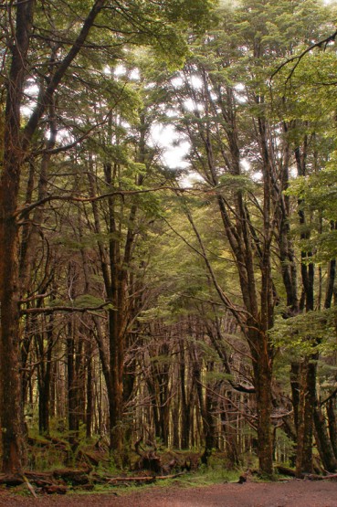 Foto 2/Bosques encantados