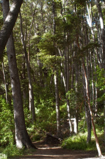 Foto 3/Bosques encantados