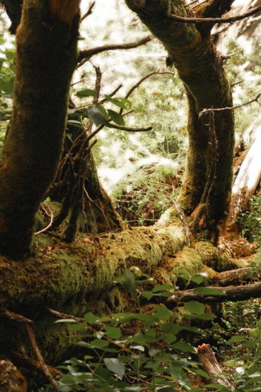 Foto 4/Bosques encantados