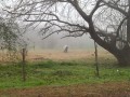 Niebla y caballos `con manta` en Villa Elisa