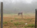 Niebla y caballos `con manta` en Villa Elisa