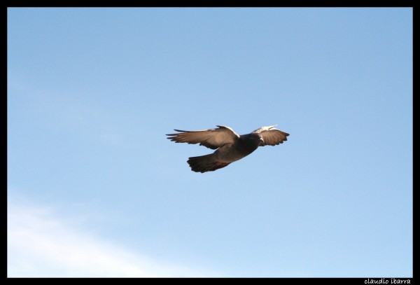 Foto 1/el vuelo