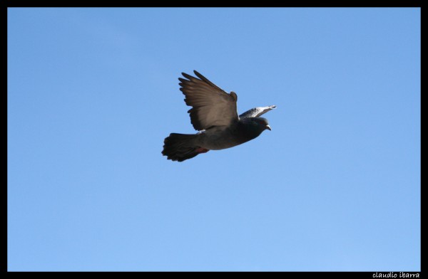 Foto 2/el vuelo