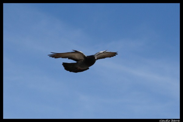 Foto 3/el vuelo