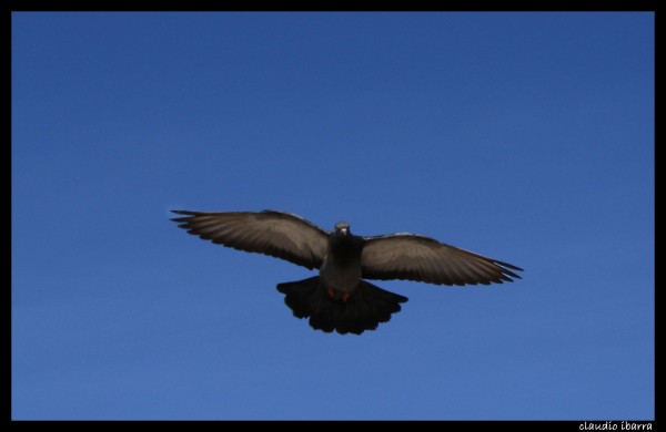 Foto 4/el vuelo