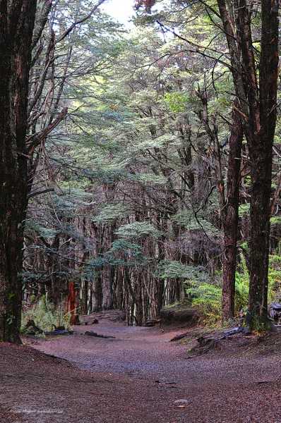 Foto 1/Bosques encantados