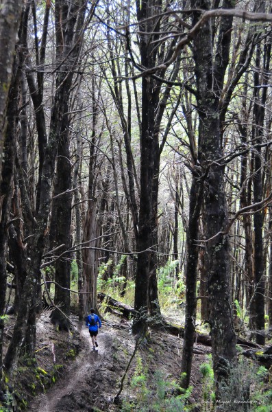 Foto 2/Bosques encantados