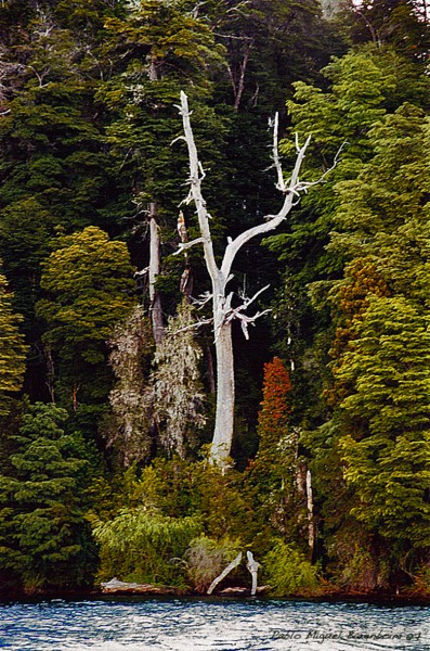 Foto 3/Bosques encantados