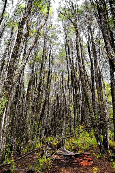 Foto 4/Bosques encantados