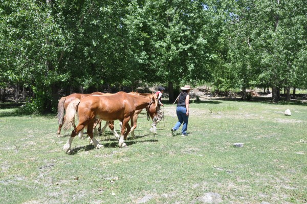 Foto 3/los arrieros del oeste