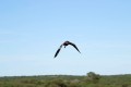 El vuelo del tero