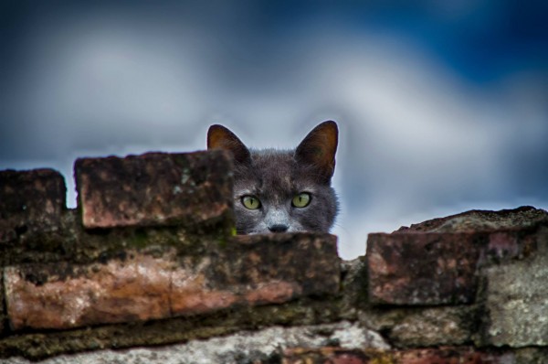 Foto 3/Me Pareci haber visto un lindo gatito!!