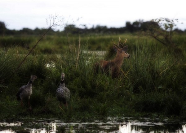 Foto 5/Esteros del Ibera