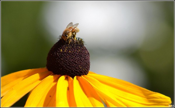 Foto 1/Detalles en Flor.!!