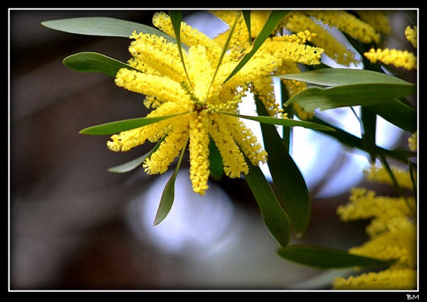 Foto 2/Detalles en Flor.!!