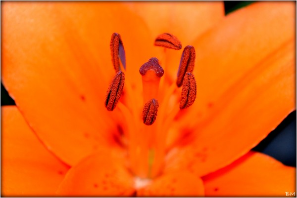 Foto 3/Detalles en Flor.!!