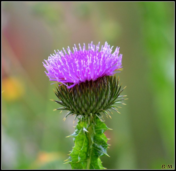 Foto 4/Detalles en Flor.!!