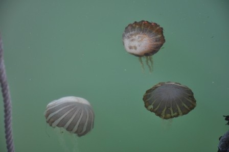 Foto 1/medusas del oceano pacifico