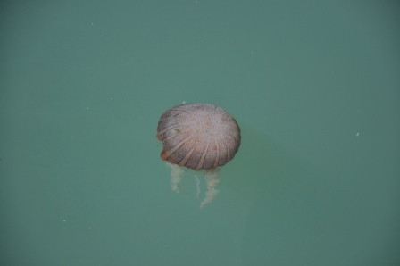 Foto 2/medusas del oceano pacifico