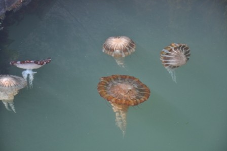 Foto 3/medusas del oceano pacifico