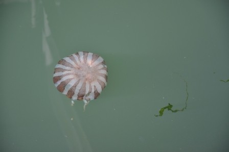 Foto 4/medusas del oceano pacifico