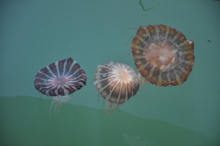 Foto 5/medusas del oceano pacifico