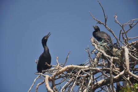 Foto 1/cormoranes