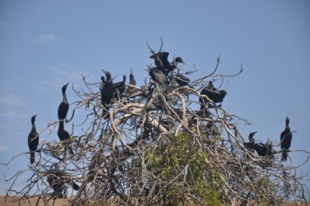 Foto 2/cormoranes