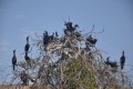 cormoranes