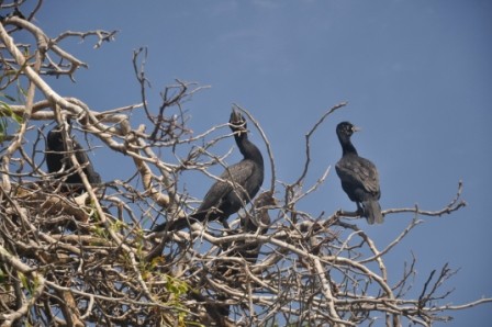 Foto 3/cormoranes