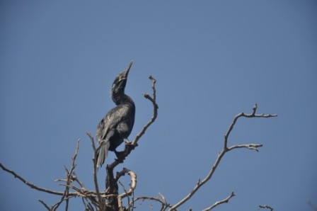 Foto 4/cormoranes