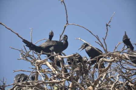 Foto 5/cormoranes