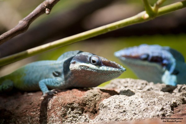 Foto 1/Reptiles defendiendo su territorio