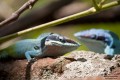 Reptiles defendiendo su territorio