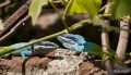 Reptiles defendiendo su territorio