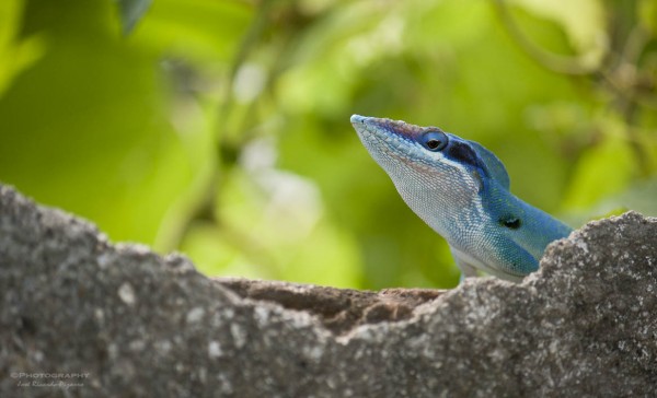 Foto 4/Reptiles defendiendo su territorio