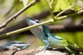 Reptiles defendiendo su territorio