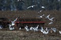 Gaviotas detrs del arado